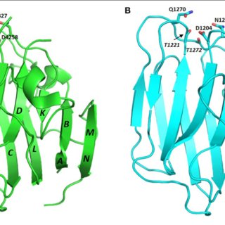 320x320 Crystal Structure Of Perlecan Domain Strands Are Annotated