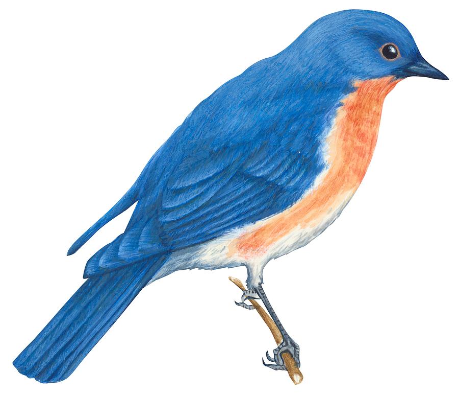 900x777 Eastern Bluebird Drawing