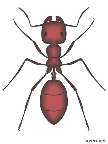 Ant Cartoon Drawing | Free download on ClipArtMag