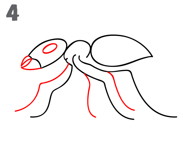 624x484 How To Draw An Ant