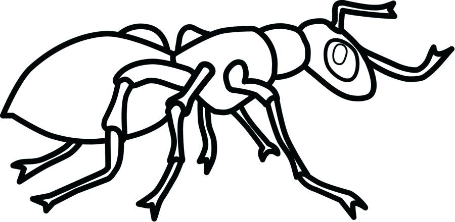 900x440 Ant Line Drawing