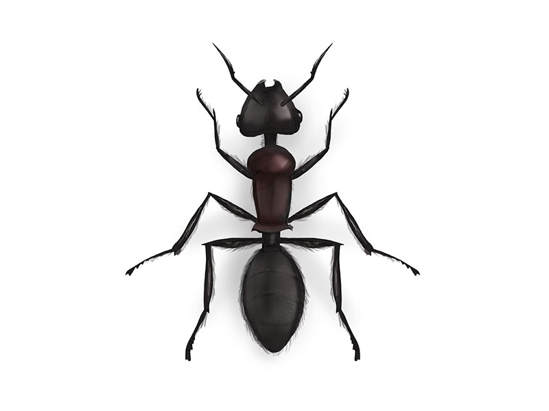 800x600 Ant Drawing