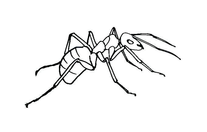 681x436 Drawing Ant How To Draw An Ant Step