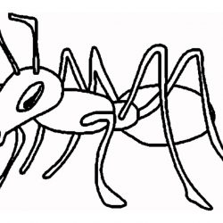 250x250 Drawing Ant With Letter A Basic Man And The Wasp Easy Scientific