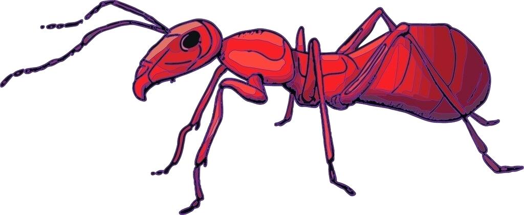 1024x420 Drawing Of An Ant Ant Ants Drawing Circle