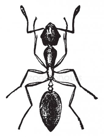 341x450 Huge Collection Of 'ant Line Drawing' Download More Than