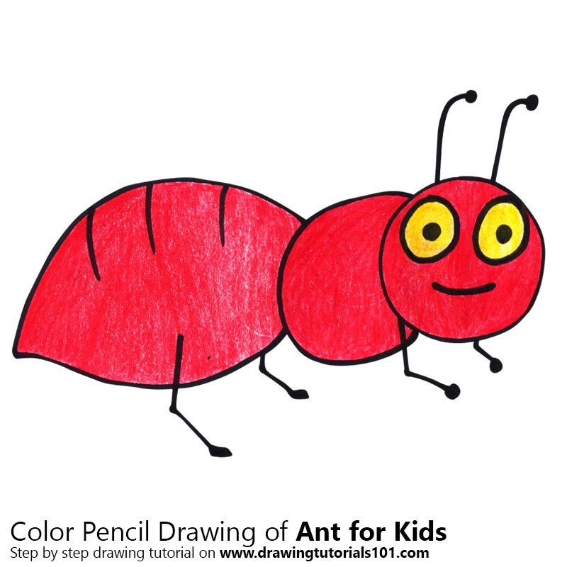 800x800 Learn How To Draw An Ant For Kids