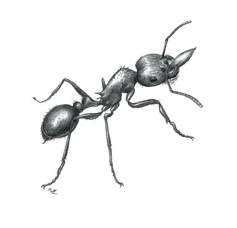 800x770 Sketch Of An Ant Ants Sketch Synchronized Swimming