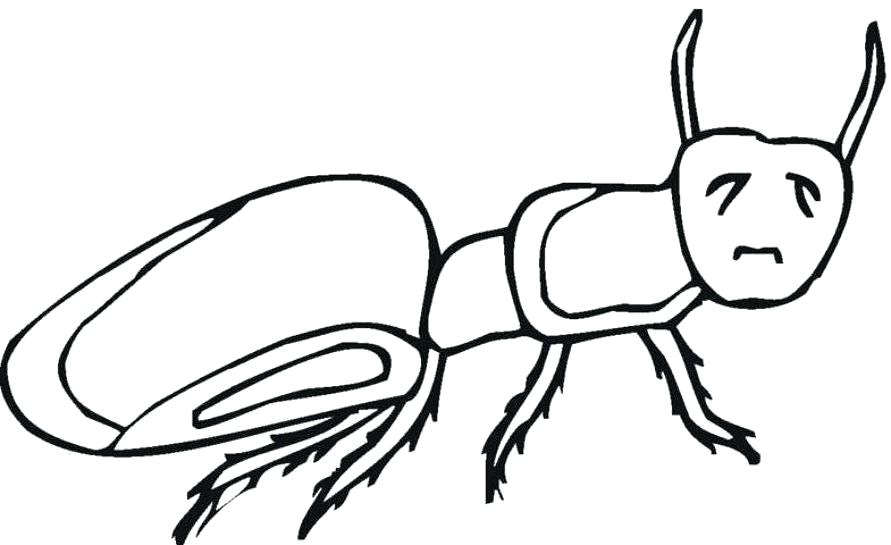 891x545 Ant Drawing For Kids How To Draw An Ant Architecture Salary