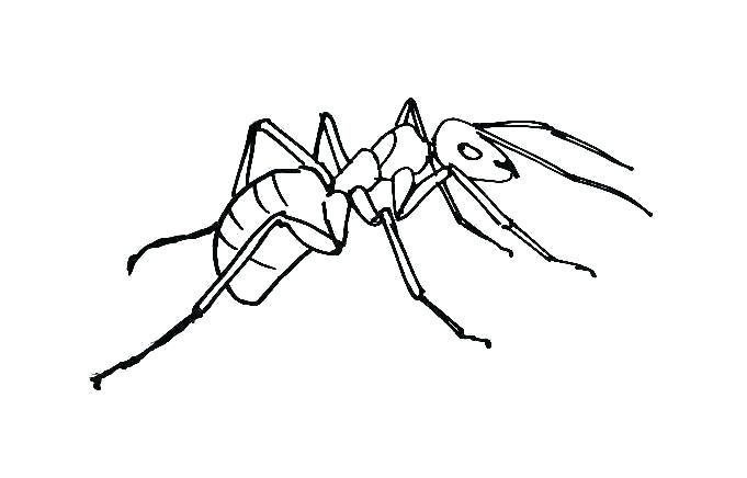 681x436 Ant Coloring