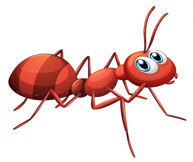 642x541 Pictures Of Ants For Kids Gallery Images
