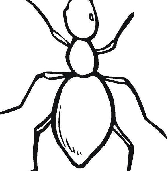 590x600 Drawing Of An Ant Image Result For Ant Drawing Images Ant