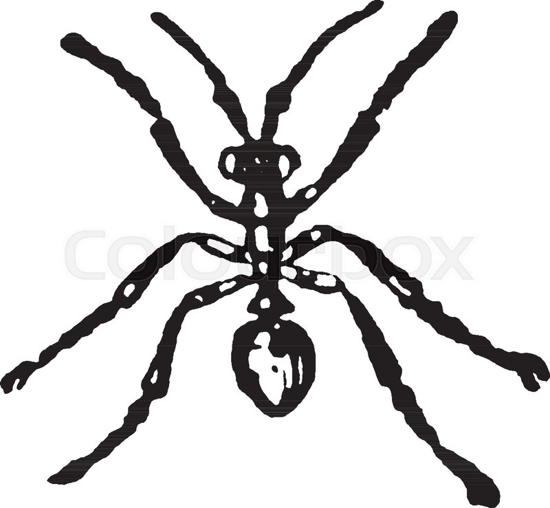 800x739 Worker Ash Black Ant Where Hollow Out Their Underground Dwellings