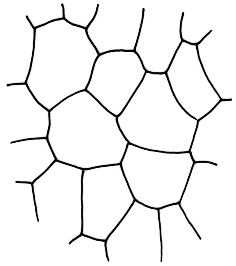 762x860 flora of new zealand taxon profile dicranoweisia antarctica