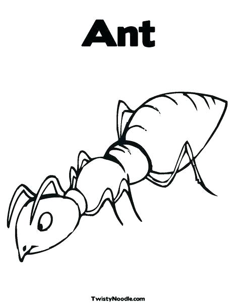 468x605 Anteater Coloring