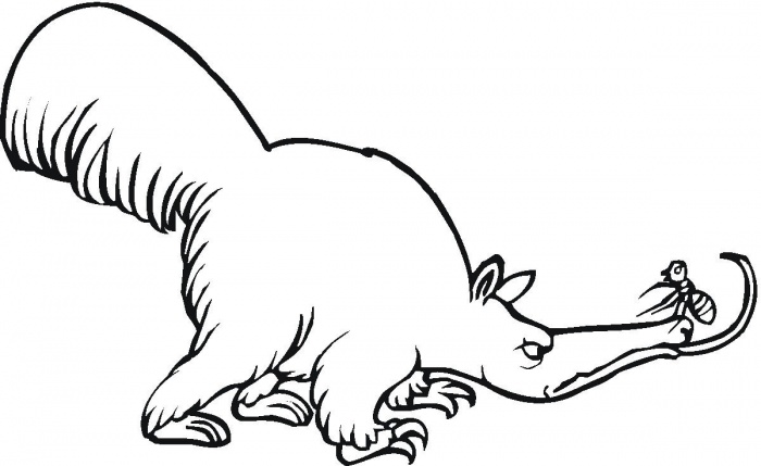 700x429 Anteater Drawing