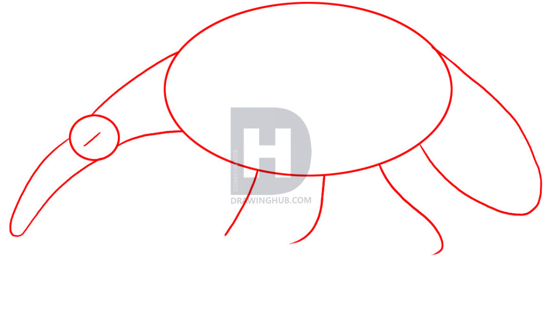 1080x637 How To Draw An Anteater, Step