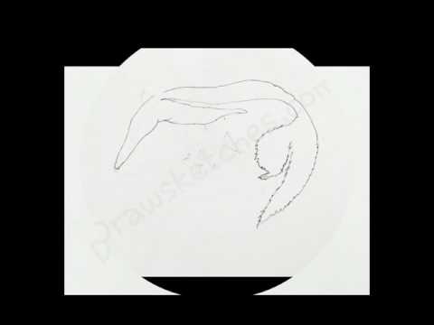 480x360 How To Draw An Anteater