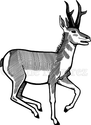 291x400 collection of free antelope drawing pronghorn download on ui ex