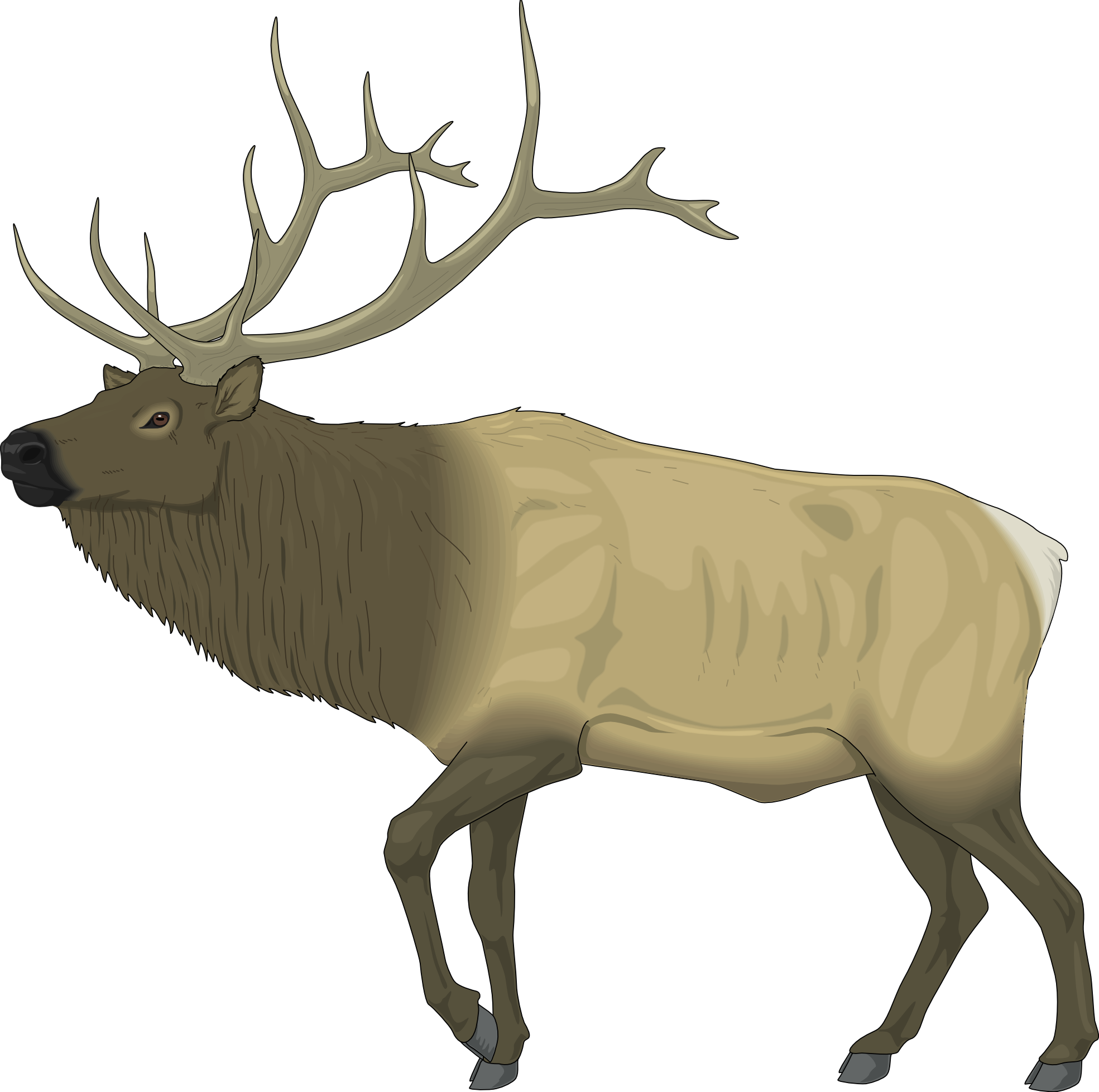 1969x1957 Caribou Drawing Free Download On Unixtitan