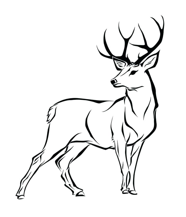 768x896 How To Draw A Simple Deer Hand Drawn Antlers Antler Doodle Quick