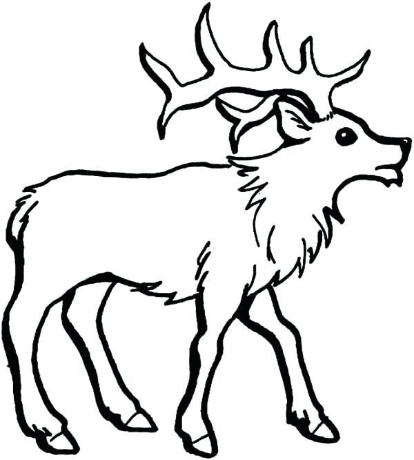 600x666 how to draw antlers draw the brow tine draw antlers reindeer