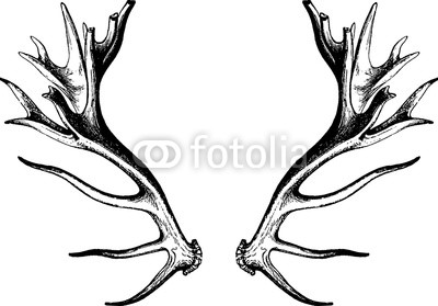 400x279 Vintage Drawing Deer Antlers Buy Photos Ap Images Detailview