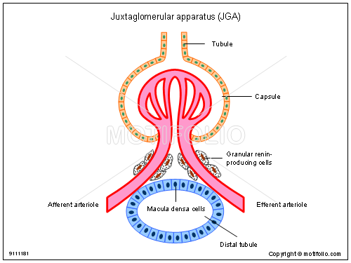 500x375 Juxtaglomerular Apparatus Jga Illustrations