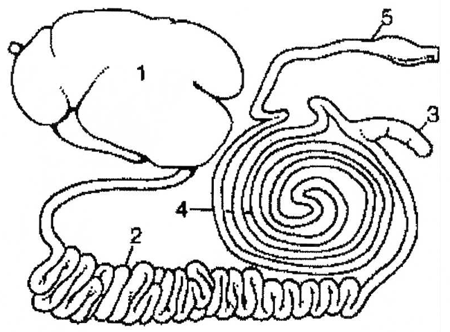 650x479 appendix c cattle gastrointestinal tract