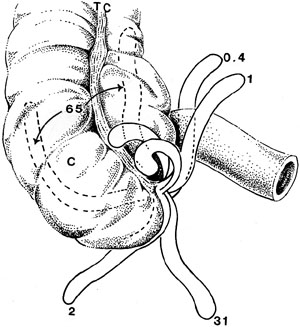 300x327 anatomy atlases illustrated encyclopedia of human anatomic