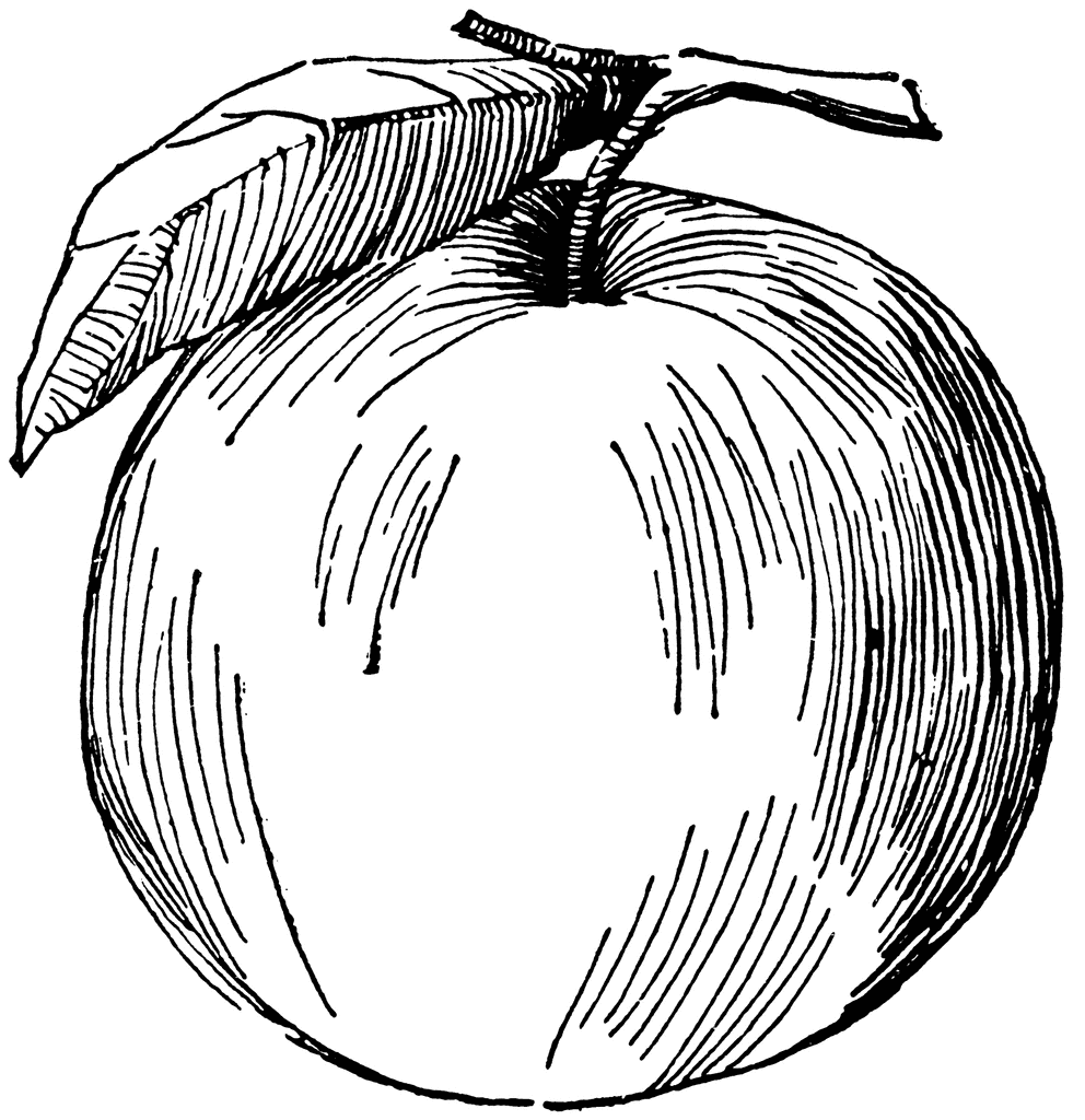 Apple Blossom Drawing