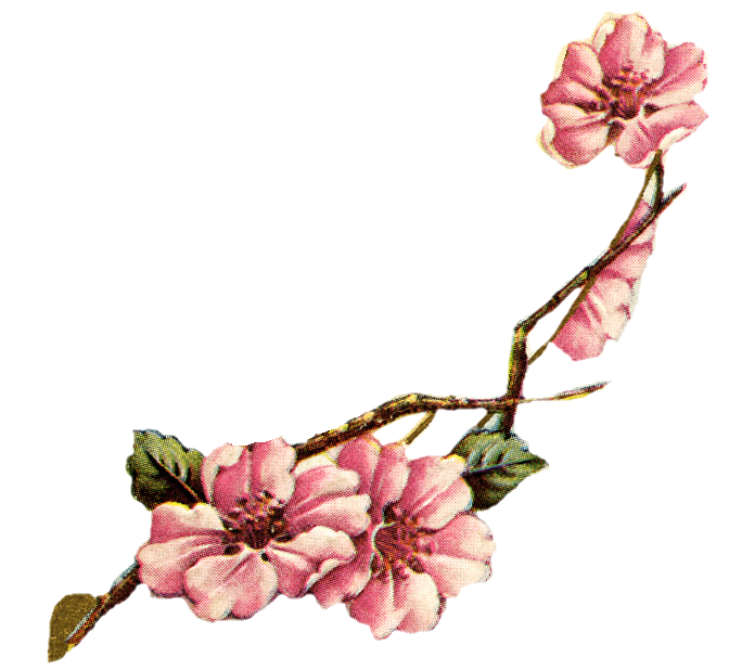 672x619 Collection Of Free Flower Drawing Apple Blossom Download On Ui Ex