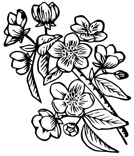 Apple Blossom Drawing | Free download on ClipArtMag