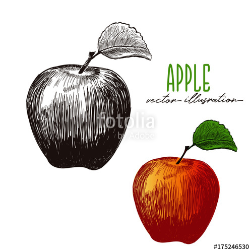 500x500 Apple Drawing