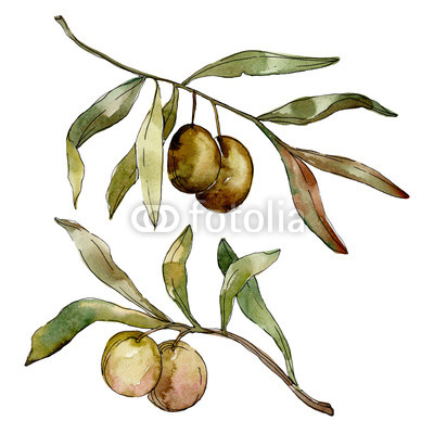 400x400 green olives watercolor background watercolour drawing aquarelle