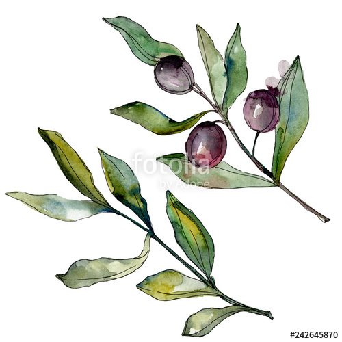 500x500 black olives watercolor background set watercolour drawing