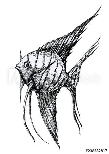 355x500 Fish Pterophyllum Scalare, Aquarium Drawing