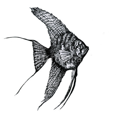 400x400 Fish Pterophyllum Scalare, Aquarium Drawing Buy Photos Ap