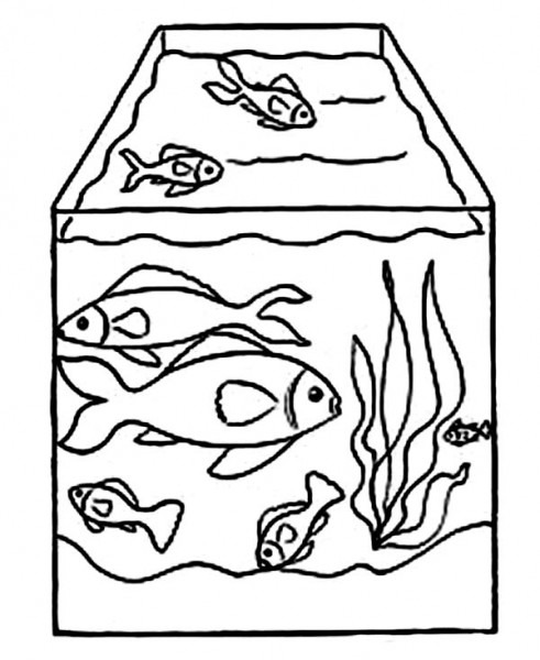 491x600 Images Of Fish Tank For Drawing