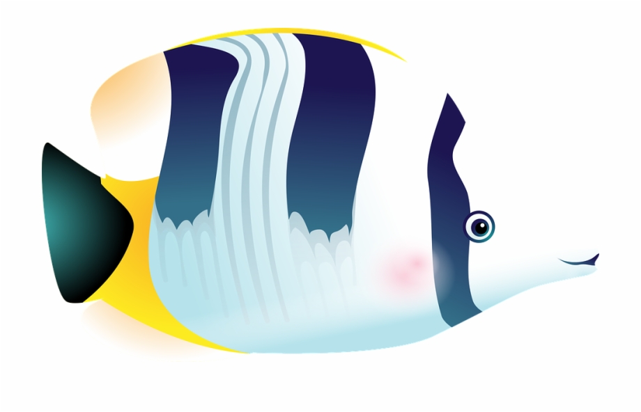 920x592 fish tropical fish sea aquarium fish tank