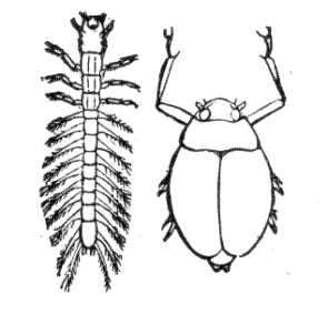 295x283 aquatic insects identification examples