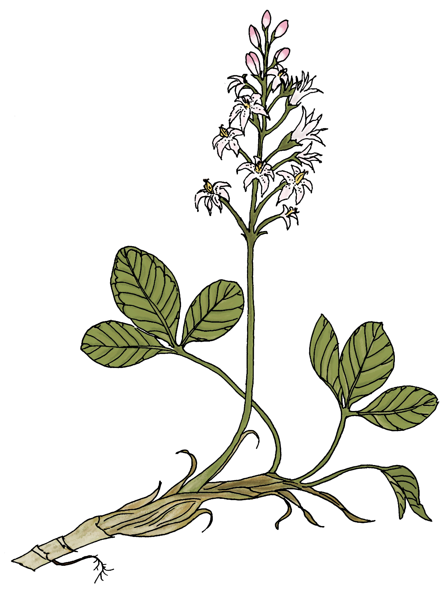 1500x1984 decomposer drawing aquatic frames illustrations hd images