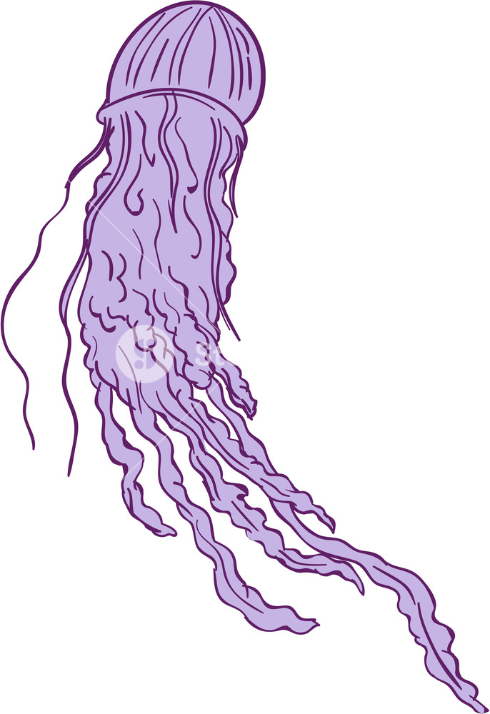 686x1000 Drawing Sketch Style Illustration Of Australian Box Jellyfish