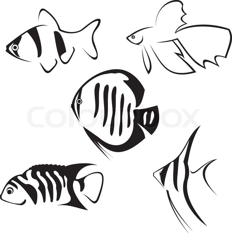 797x800 Aquarium Fish Line Drawing In Black Stock Vector Colourbox