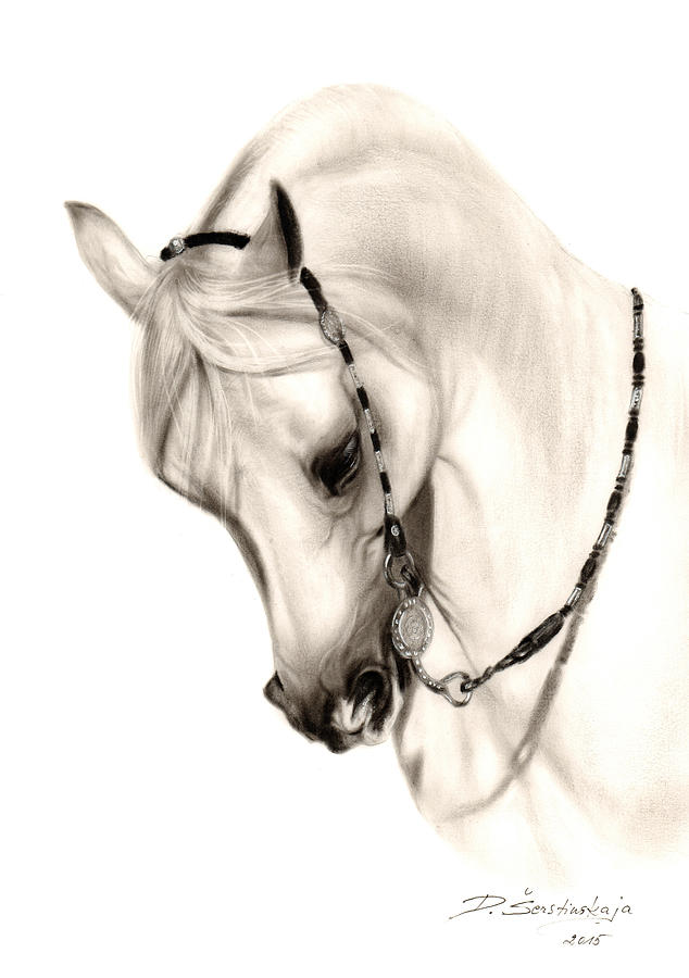634x900 Beautiful White Arabian Horse Painting