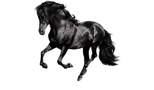 600x350 Wall Sticker Arabian Horse
