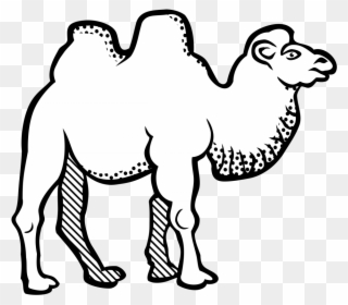 320x280 bactrian camel line art drawing black and white coloring