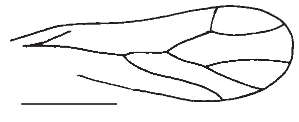595x243 Drawing Of The Hindwing Of Arcantipsocus Courvillei N Gen N Sp