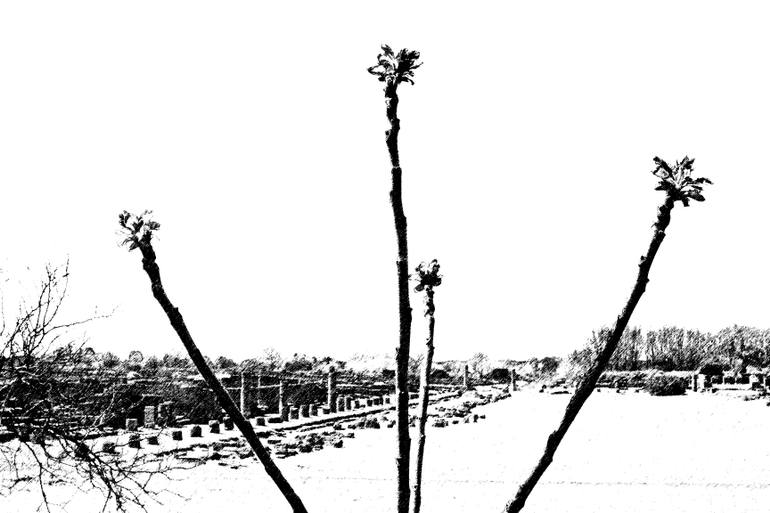 770x513 paestum tree in archaeological site drawing