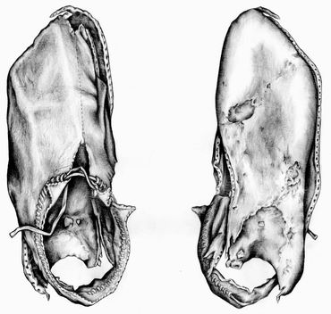 370x352 archaeological illustrations